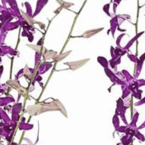 Dendrobium YMCA